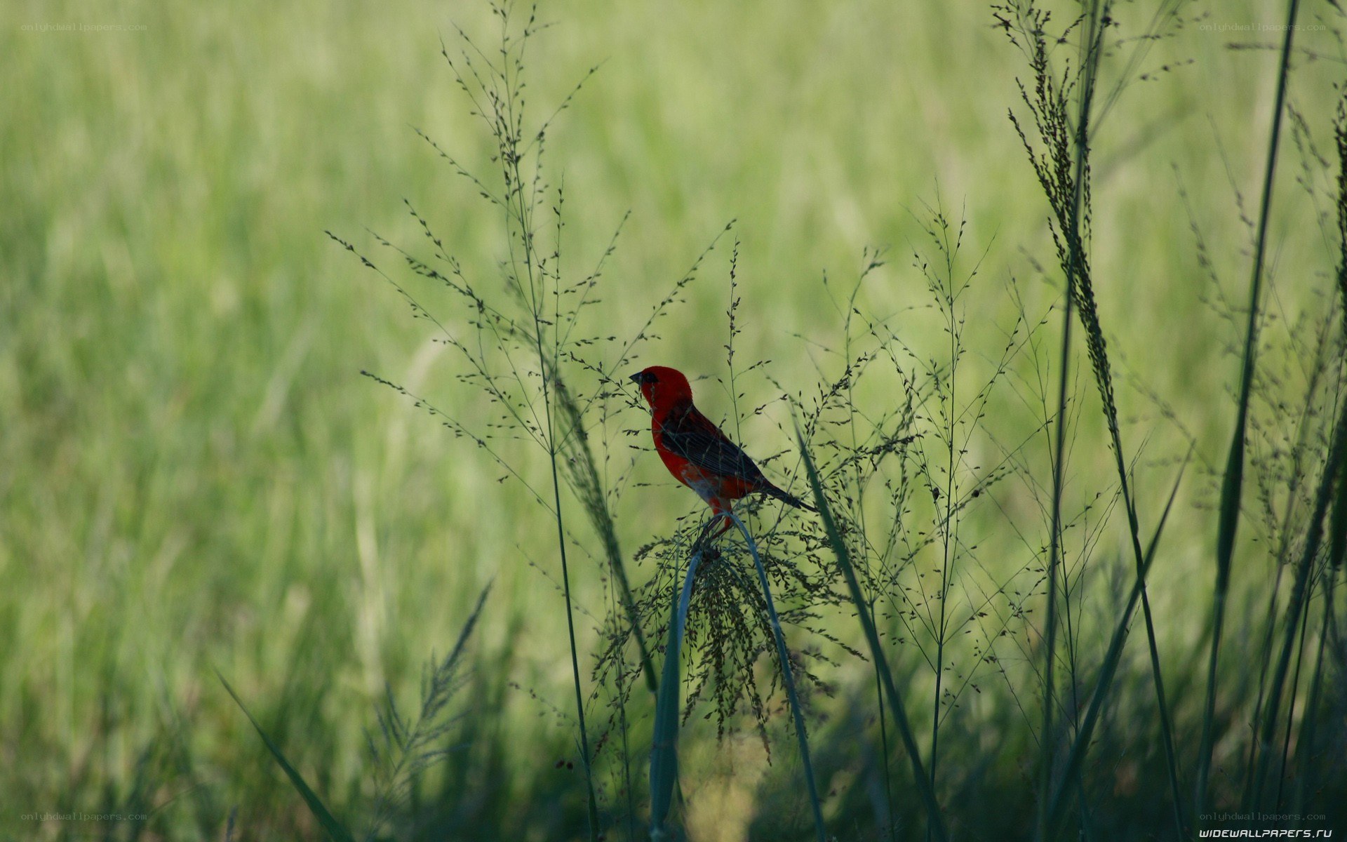 Red bird in tall grass