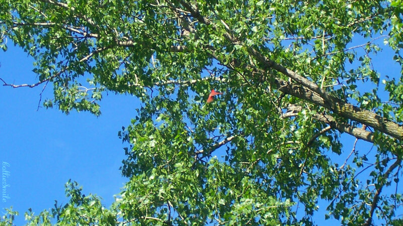 Red Bird in Tree — Green
