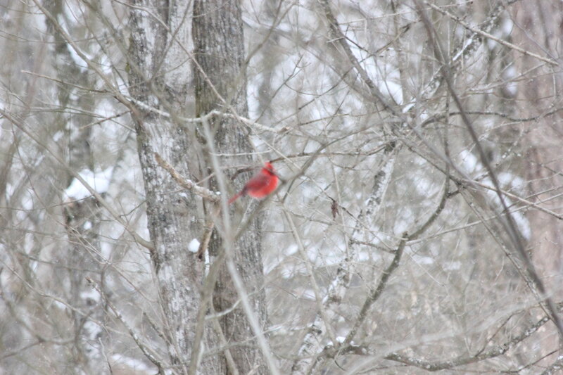 Red Bird in Tree