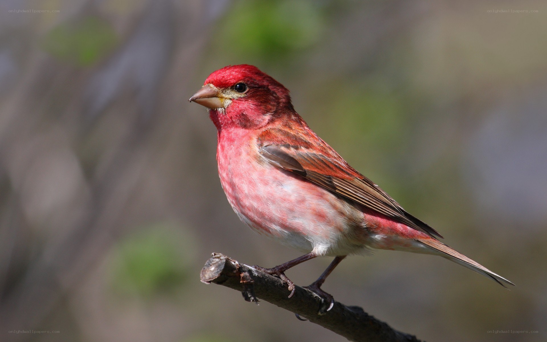 red bird on a branch