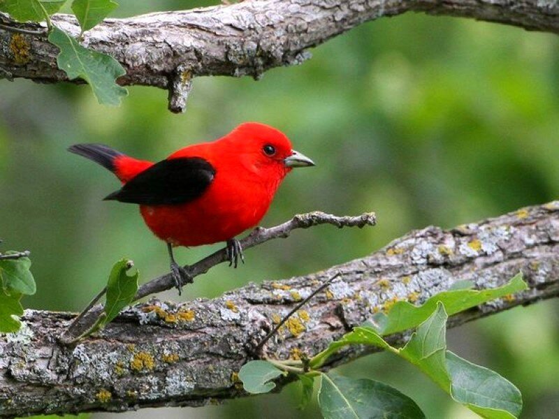 red bird on a branch