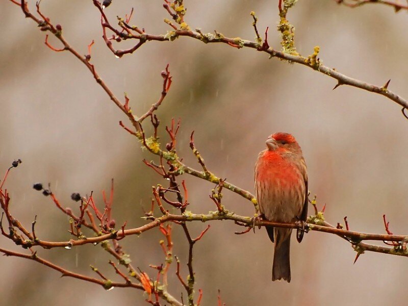 Red bird on a branch