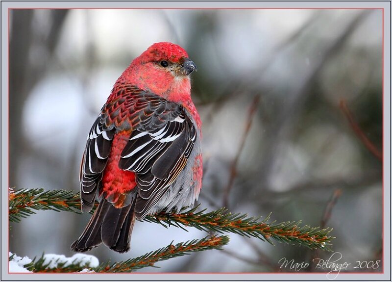 Red bird on a branch