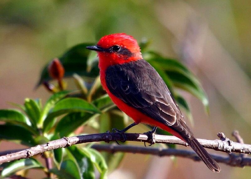 red bird on a branch