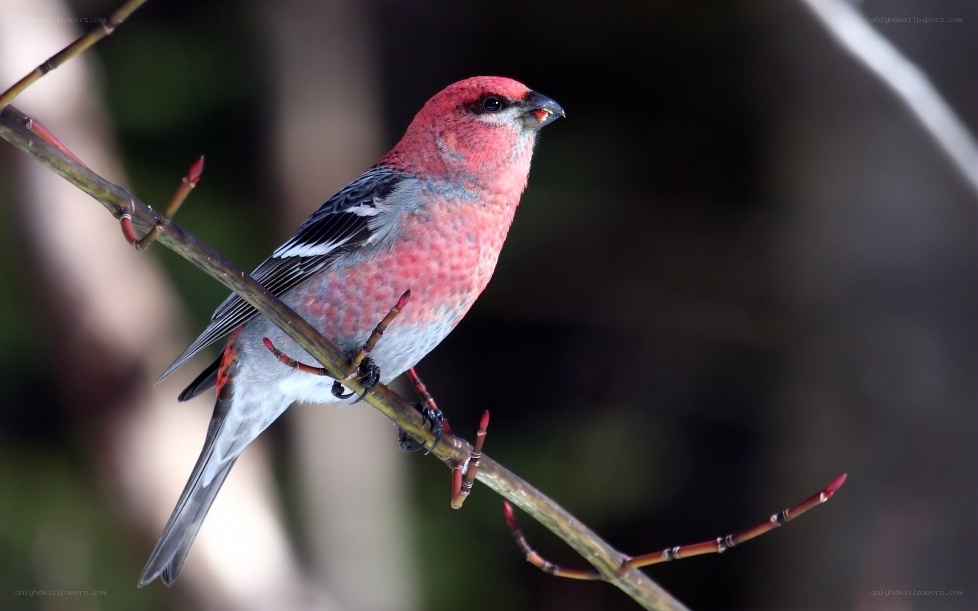 Red bird on a branch