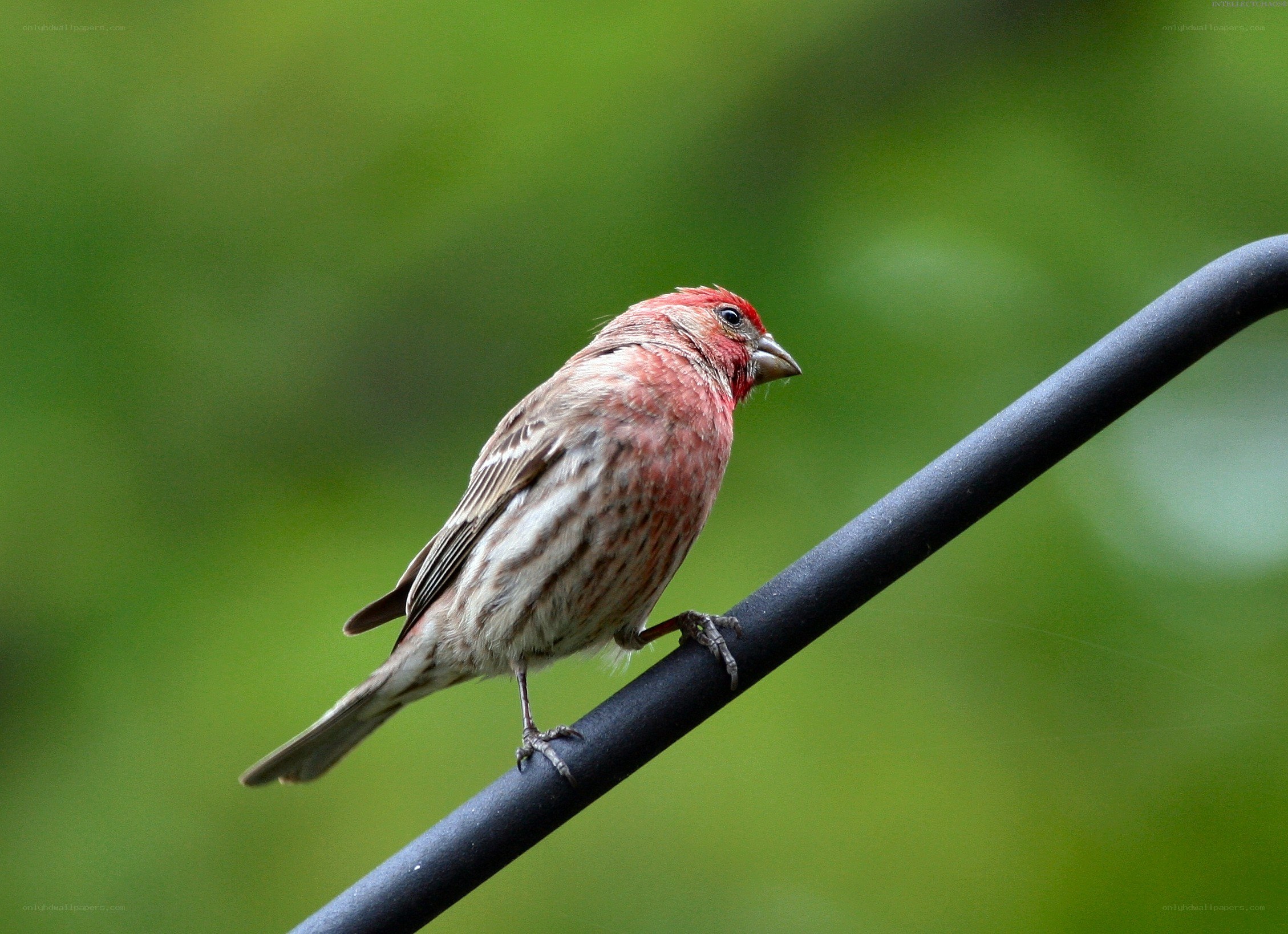 red bird on a wire