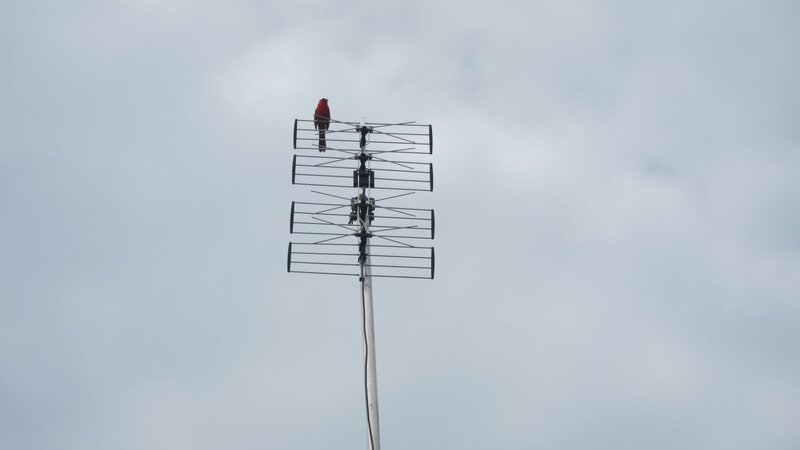 Red bird on antenna