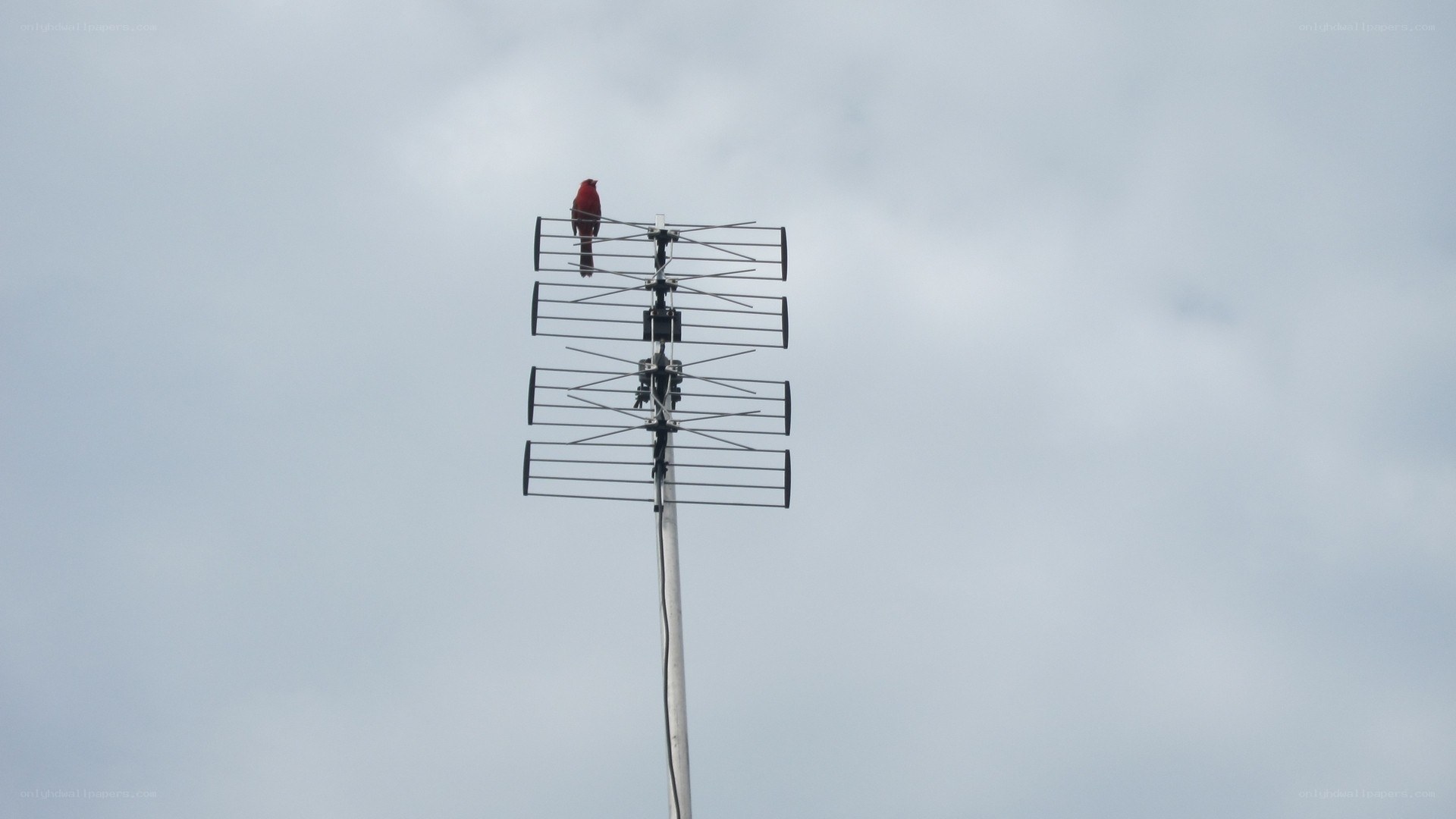 Red bird on antenna
