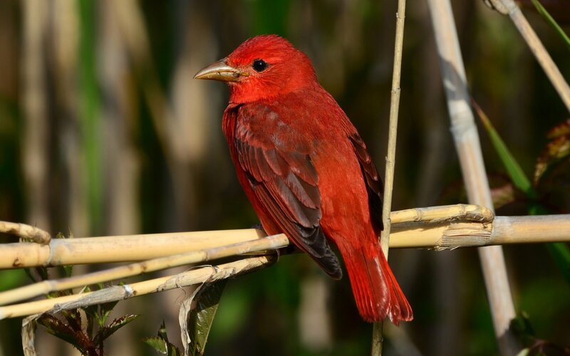 Red Bird on Branch — Calm, Afternoon, Photograph, Reeds