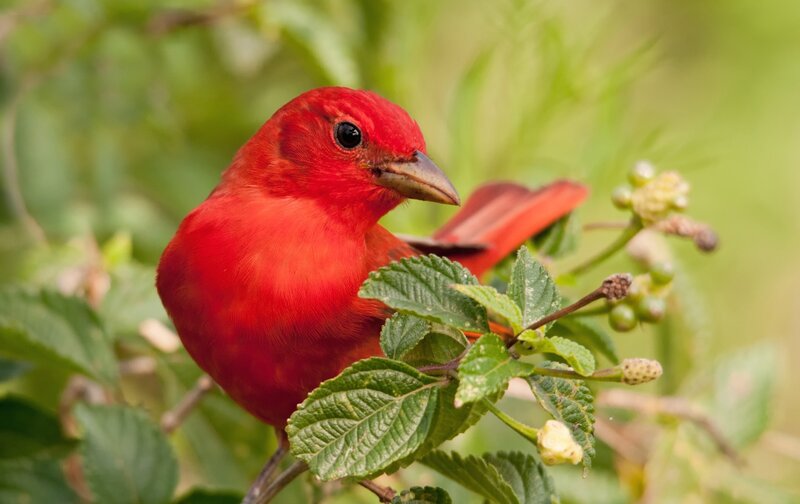 Red Bird on Branch — Calm, Afternoon, Photograph