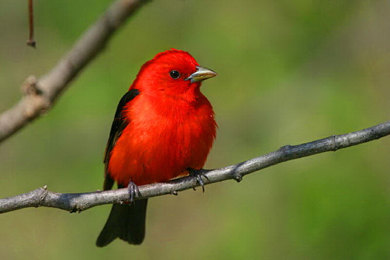 Red Bird on Branch — Calm, Afternoon