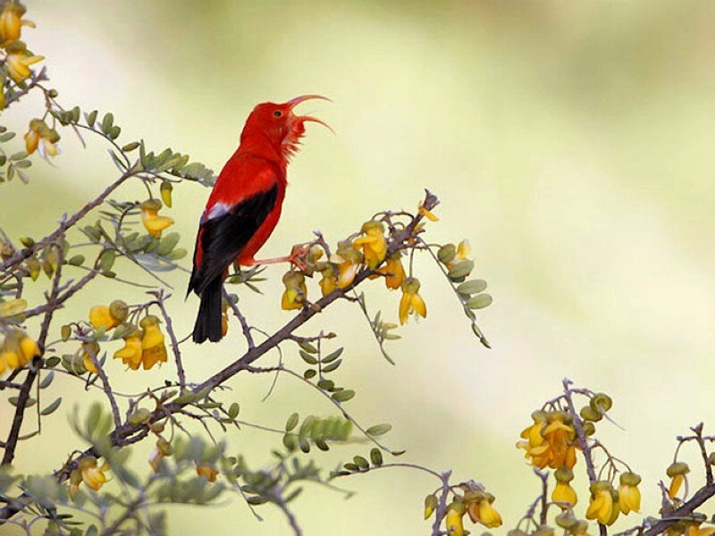 Red Bird on Branch — Calm, Daytime