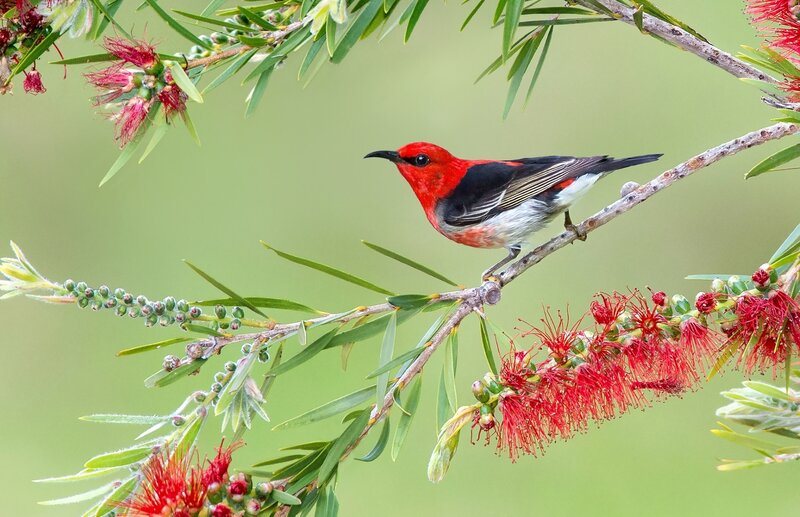 Red Bird on Branch — Calm, Morning