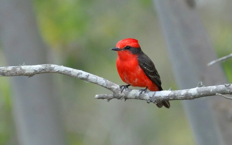 Red Bird on Branch — Calm, Photograph, Forest