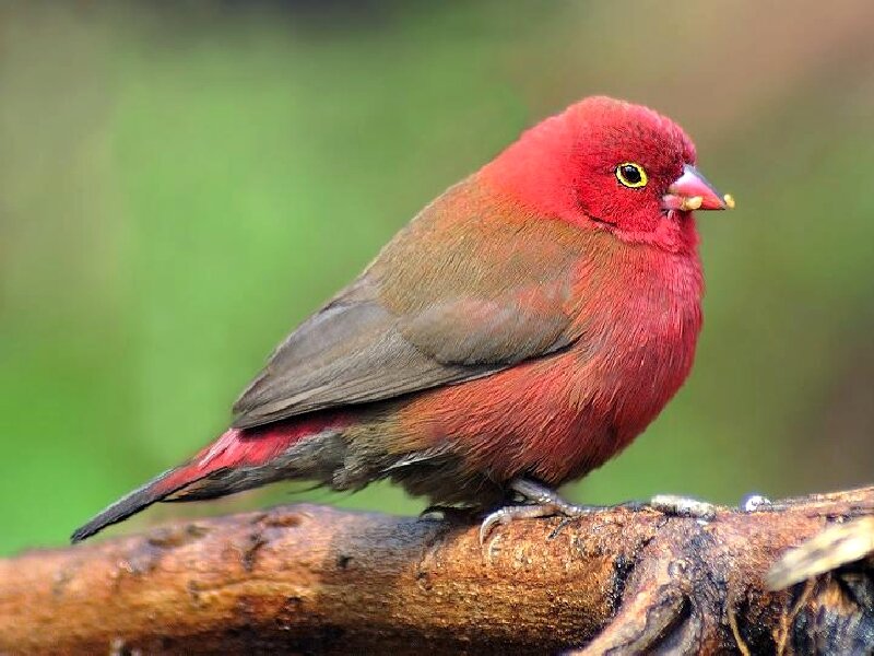 Red Bird on Branch — Calm, Photograph, Green Background