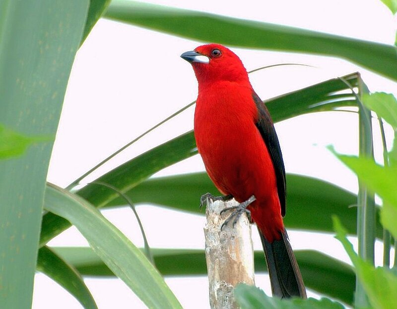 Red Bird on Branch — Calm, Photograph, Leaves