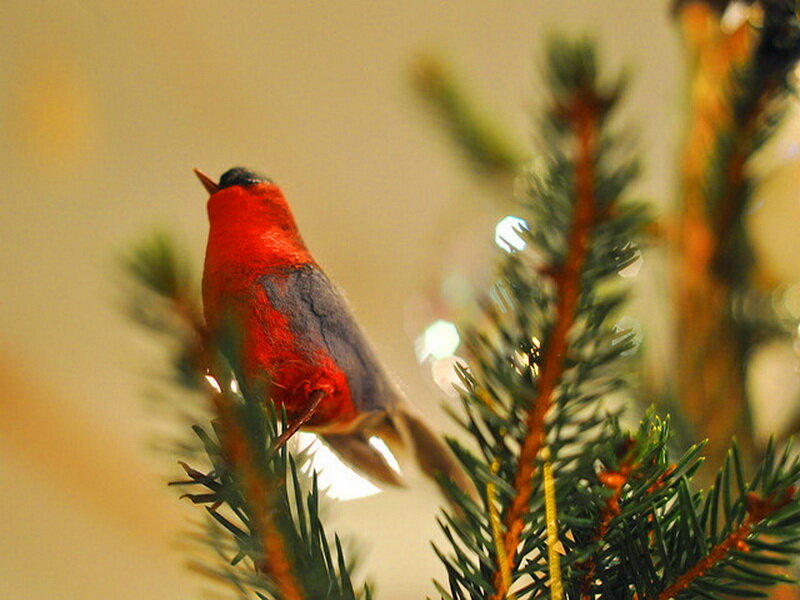 Red Bird on Branch — Calm, Photograph, Lights