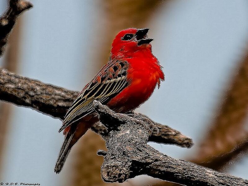 Red Bird on Branch — Calm, Photograph, Sky, Brown