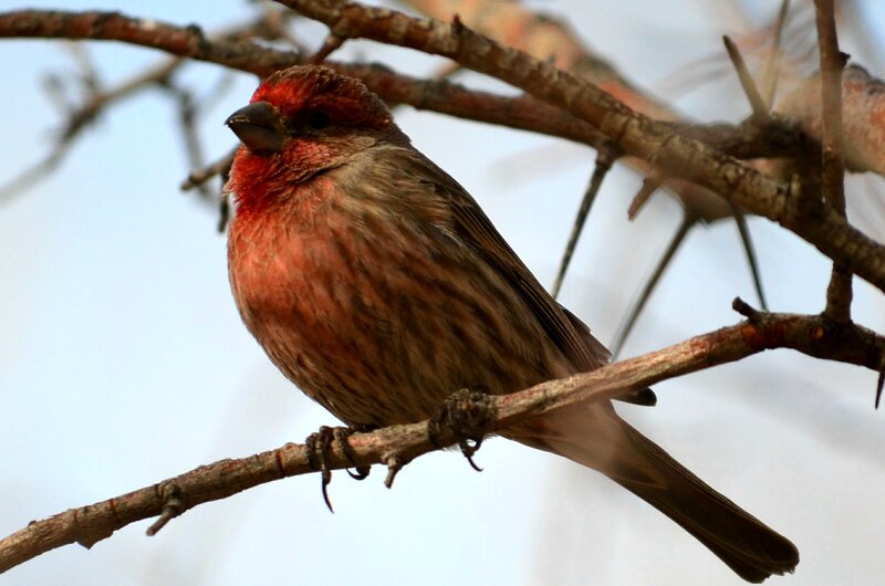 Red Bird on Branch — Calm, Photograph, Sky