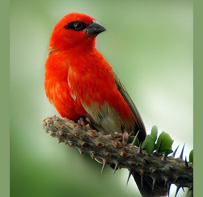 Red Bird on Branch — Calm, Photograph, Spines