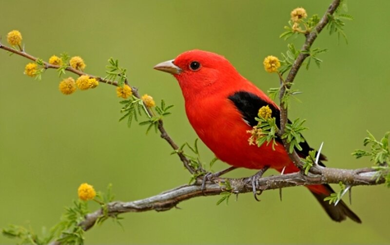 Red Bird on Branch — Calm, Spring, Photograph, Flowers