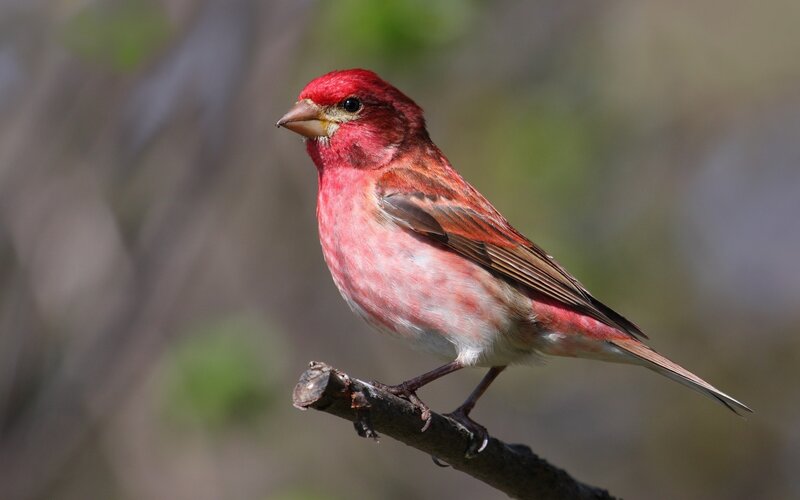 Red Bird on Branch — Calm, Spring, Photograph, Forest