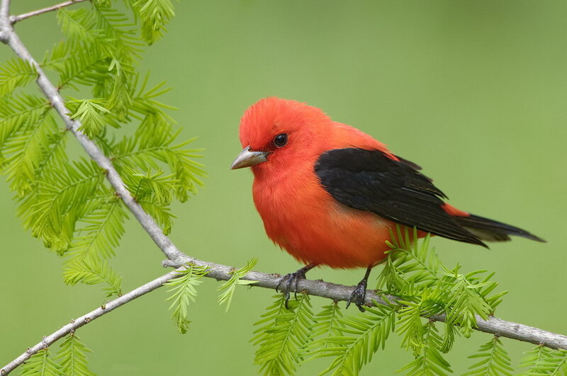 Red Bird on Branch — Calm, Spring, Photograph, Leaves