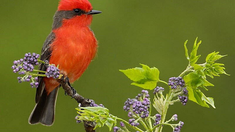 Red Bird on Branch — Calm, Spring, Photograph