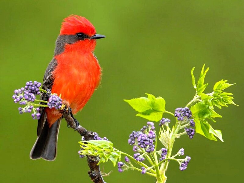 Red Bird on Branch — Calm, Spring