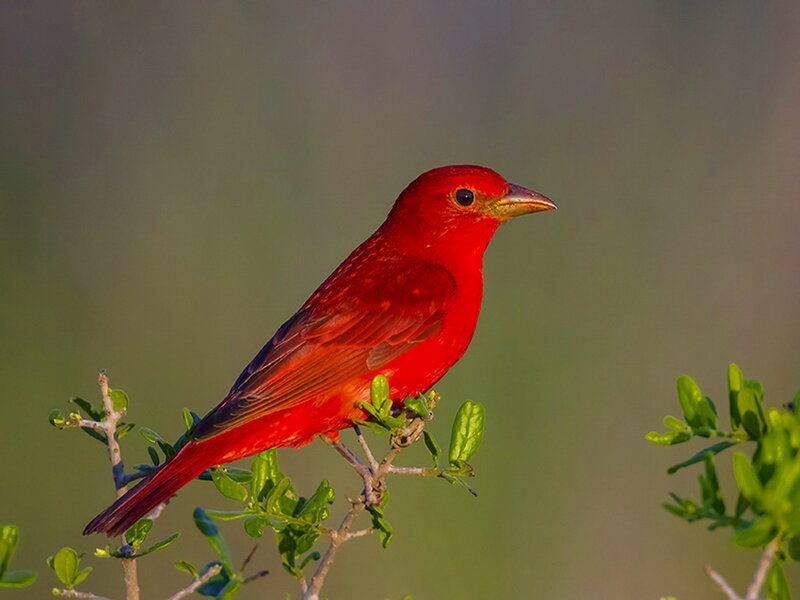 Red Bird on Branch — Calm, Sunset, Photograph