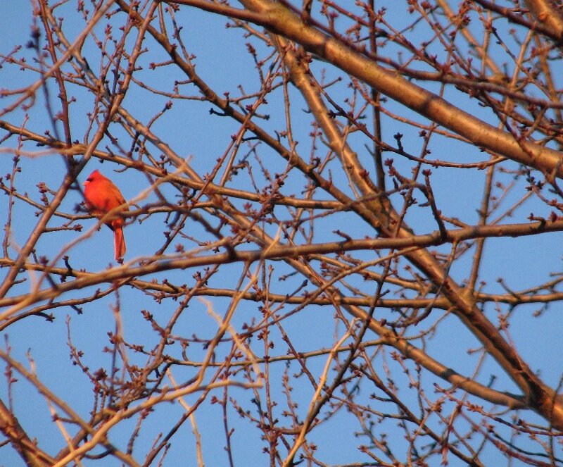 Red Bird on Branch — Calm, Sunset