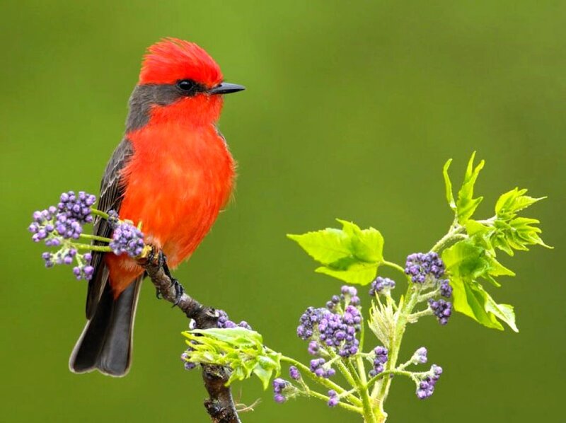 Red Bird on Branch — Calm