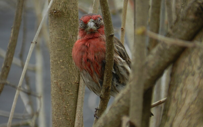 Red Bird on Branch — Calm, Winter, Photograph