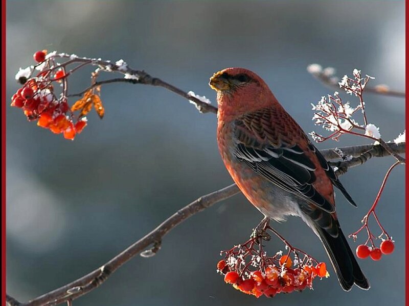 Red Bird on Branch — Calm, Winter