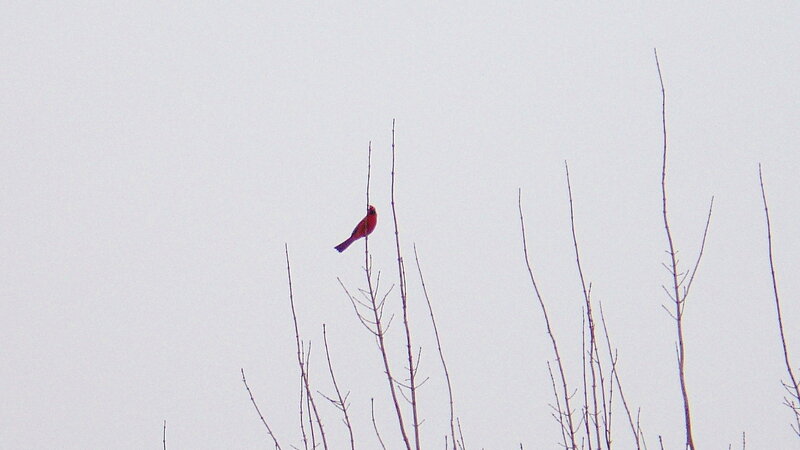 Red Bird on Branch — Gray