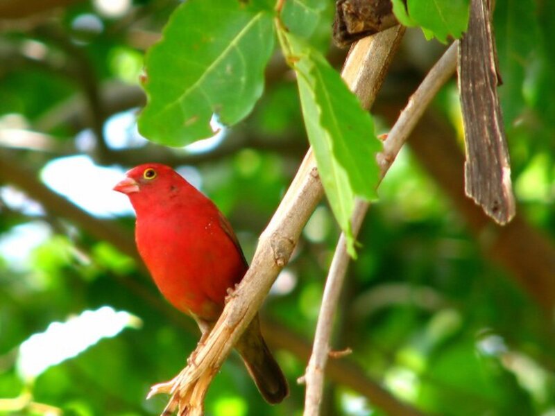 Red Bird on Branch — Natural, Afternoon, Photograph, Leaves