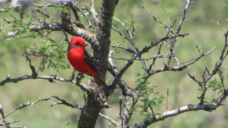 Red Bird on Branch — Natural, Afternoon, Photograph, Tree, Green Leaves