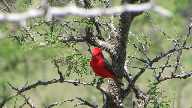 Red Bird on Branch — Natural, Afternoon, Photograph, Tree