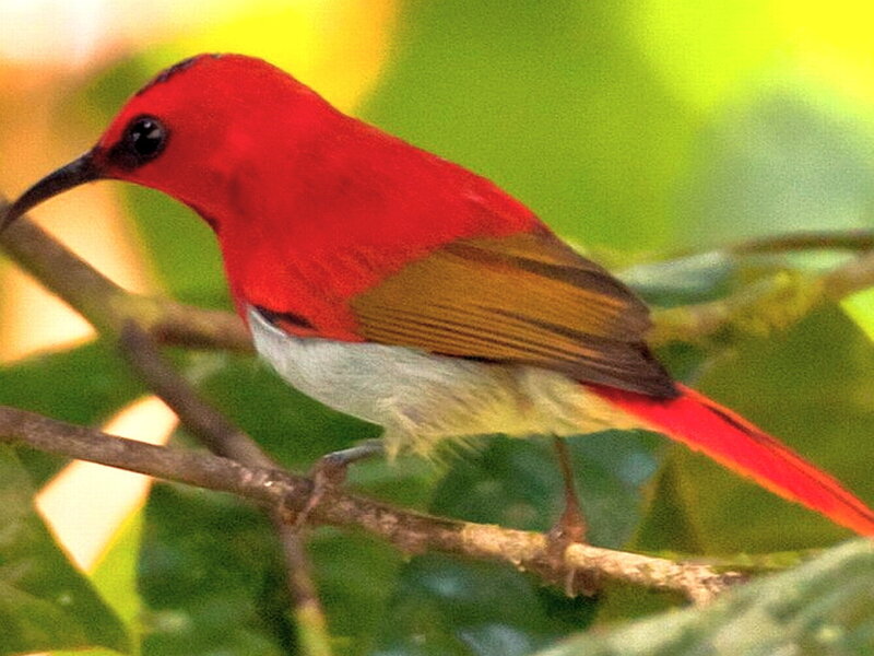 Red Bird on Branch — Natural, Afternoon