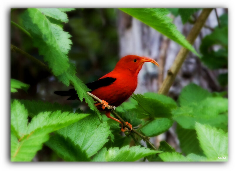 Red Bird on Branch — Natural, Photograph, Leaves