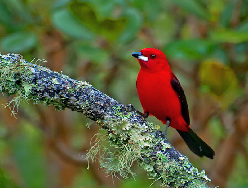 Red Bird on Branch — Natural, Photograph, Moss