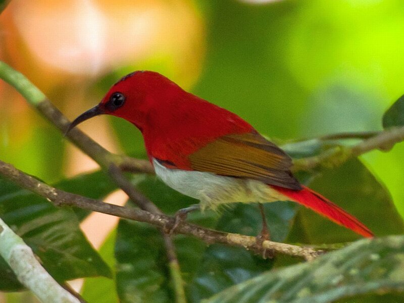 Red Bird on Branch — Natural, Photograph