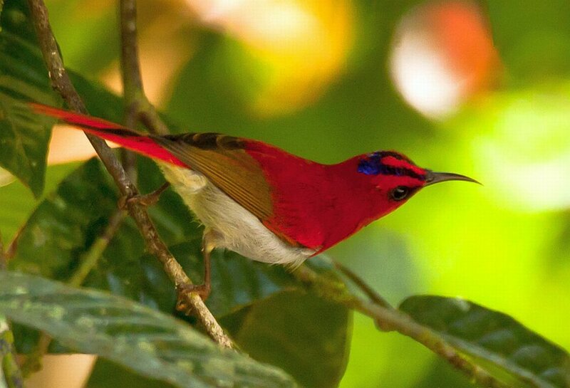 Red Bird on Branch — Natural