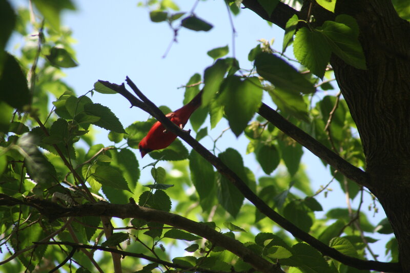 Red Bird on Branch — Serene, Afternoon