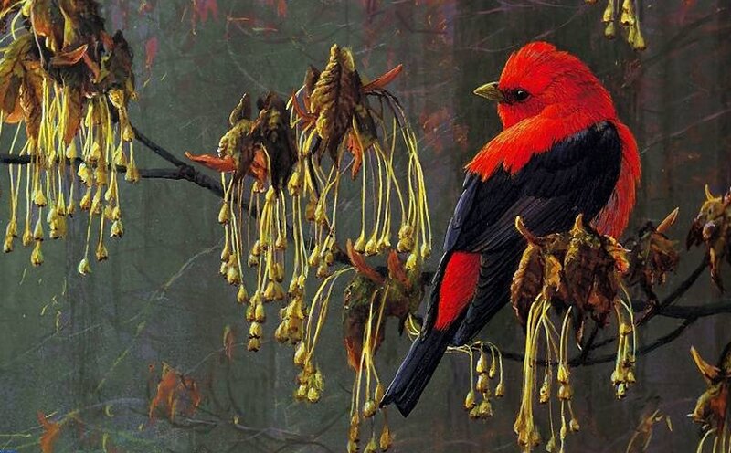 Red Bird on Branch — Serene, Autumn