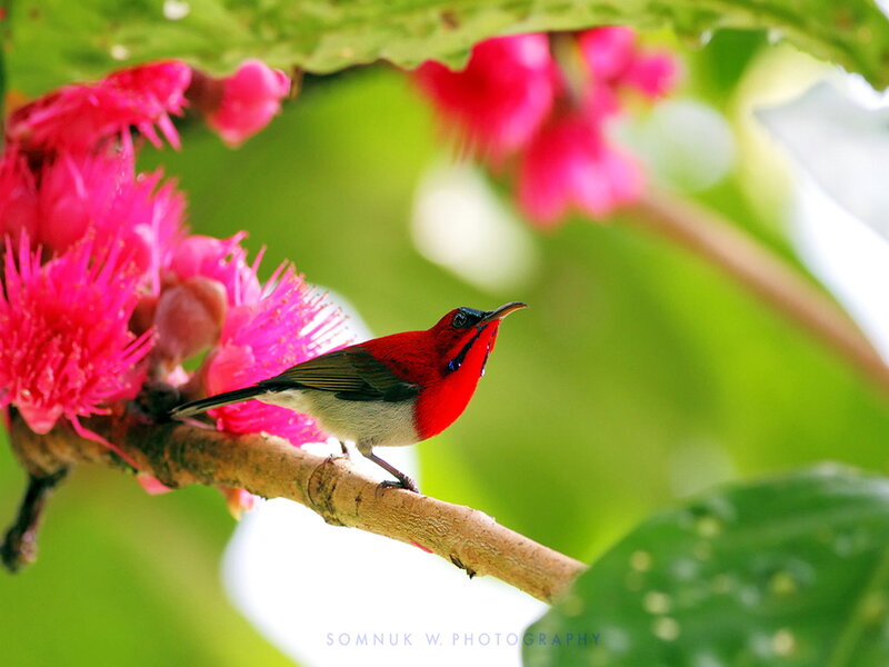 Red Bird on Branch — Serene, Morning