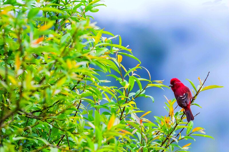 Red Bird on Branch — Serene, Photograph, Leaves