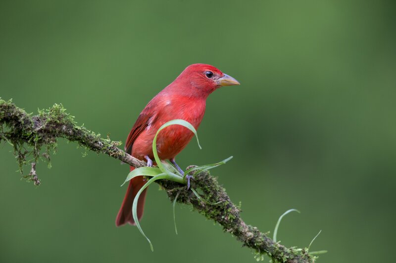 Red Bird on Branch — Serene, Photograph, Moss
