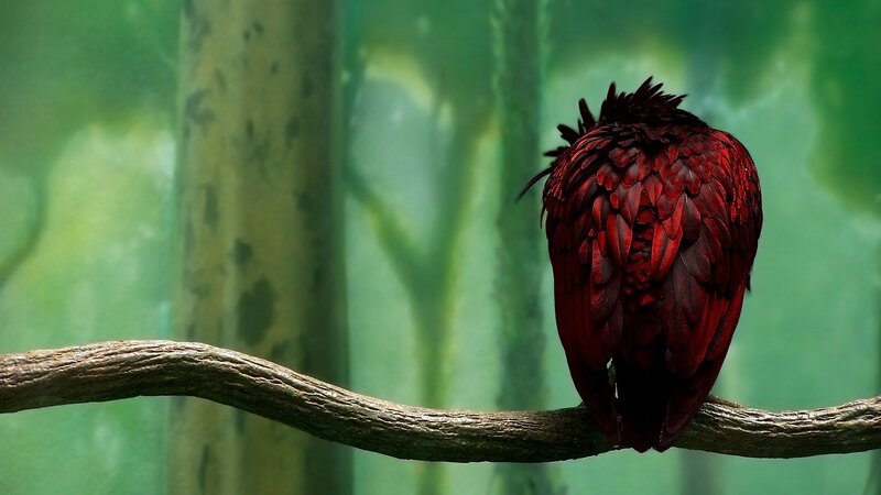 Red Bird on Branch — Serene, Photograph