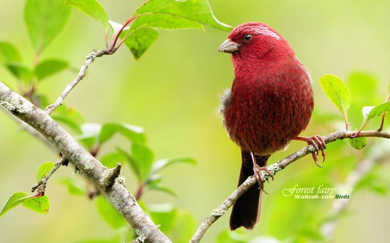 Red Bird on Branch — Serene, Spring